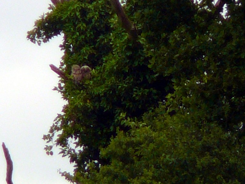 Bébés Hiboux moyen ducs